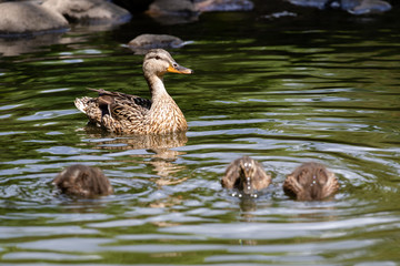 Duck with ducklings in a pond in natural habitat. Brood of growing up ducklings in summer and adult mother duck