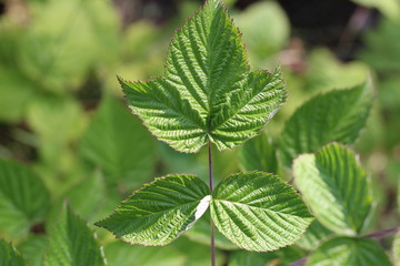 Beautiful green leaves on raspberries in nature