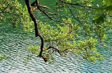 Fototapeta premium Thumsee