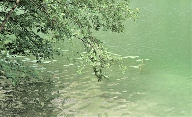 Thumsee