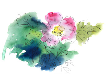 Dog rose hand painted with watercolor and ink