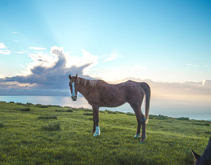 brown horse on a meadow