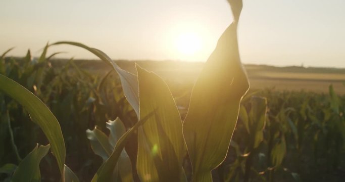 Corn leaves swaying softly in the wind before a beautiful sunset. Sundown behind maize leaves slightly swaying in a breeze.
