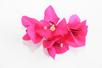natural pink bougainvillea flowers with petals on white background