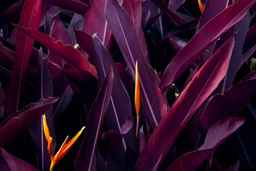 Afwasbaar Fotobehang Zwart Donker paarse blad textuur achtergrond