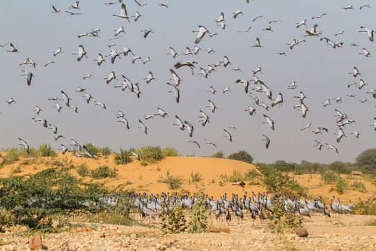 Demoiselle Crane flying in the village of Khichan in India