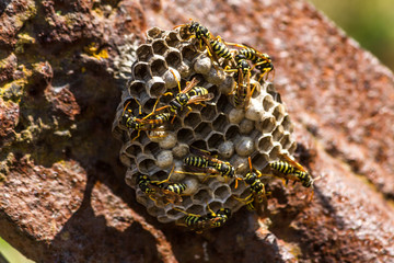 Animal world, insects: bee in hive