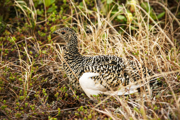 Willow ptarmigan (Lagopus lagopus), also known as the willow grouse. Willow ptarmigan in summer plumage hides in the grass in the tundra. Wildlife and birds of the Arctic. Chukotka, Siberia, Russia.