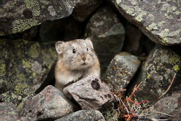 Northern pika (Ochotona hyperborea). Pika among the stones covered with lichen. A small, curious animal looks out from cover. Wildlife of the Arctic. Nature and animals of Chukotka. Siberia, Russia.