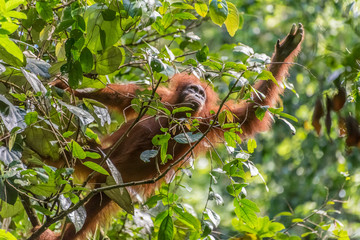 Sumatran orangutan in the wilde © Dmitry