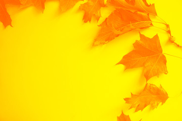 Back to school concept. Orange leaves on bright yellow background with place for your design or logo.