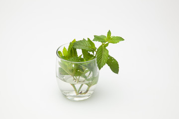 Hojas de menta; la menta es una hierba cuyas hojas tienen mucho aroma y un sabor extraordinario. Las hojas de la menta se utilizan en cocina, en pastelería, en coctelería, en medicina y en otras espec