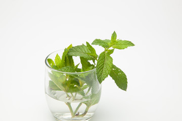 Hojas de menta; la menta es una hierba cuyas hojas tienen mucho aroma y un sabor extraordinario. Las hojas de la menta se utilizan en cocina, en pastelería, en coctelería, en medicina y en otras espec