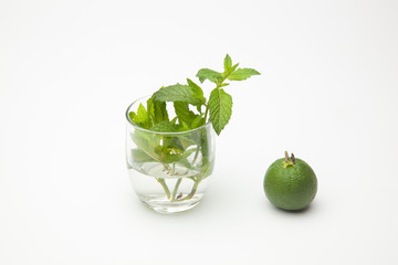 Hojas de menta y naranja verde sobre fondo blanco.