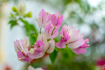 Purple bougainvillea flowers in the garden