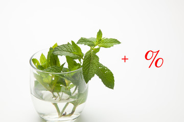 hoja de menta de color verde sobre fondo blanco