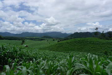 Corn fields growing in the mountains in the rainy season
