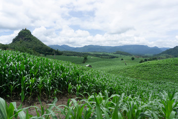 Corn fields growing in the mountains in the rainy season