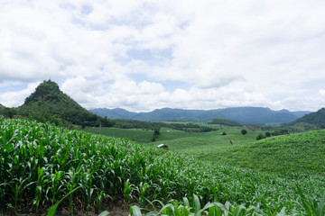 Corn fields growing in the mountains in the rainy season