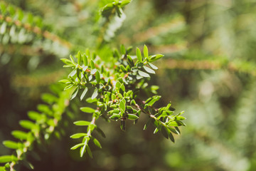 Fototapeta premium eutaxia obovata (also called egg and bacon plant) with green spiky leaves