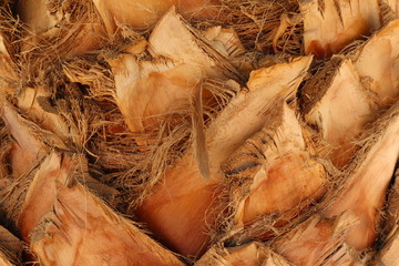 Baumstamm einer Palme