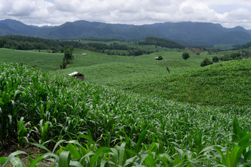 Fototapeta premium Corn fields growing in the mountains in the rainy season