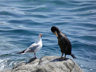 Pájaro de vida marina que viven básicamente de la pesca, encima de una roca esperando una presa para pescarla. Corbalán relajado a la espera de la hora de la pesca