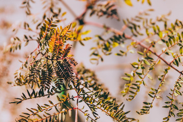 golden Austrlian jacaranda leaves shot at shallow depth of field