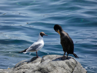 Pájaro de vida marina que viven básicamente de la pesca, encima de una roca esperando una presa para pescarla. Corbalán relajado a la espera de la hora de la pesca