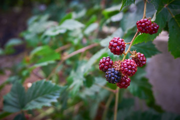 Fresh and organic dewberry, blackberry