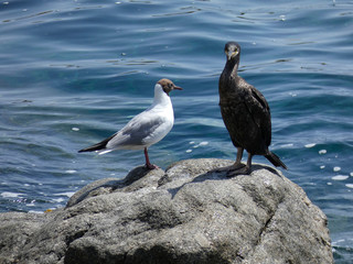 Fototapeta na wymiar Pájaro de vida marina que viven básicamente de la pesca, encima de una roca esperando una presa para pescarla. Corbalán relajado a la espera de la hora de la pesca