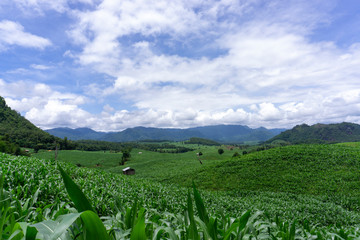 Corn fields growing in the mountains in the rainy season