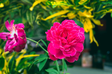 Rose pink flowers on the tree.