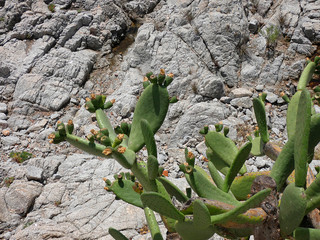 Chumbera con sus flores e higos chumbos verdes todavía. Las palas de la chumbera tienen pichos y...