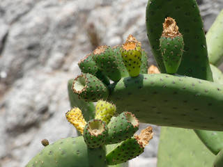 Chumbera con sus flores e higos chumbos verdes todavía. Las palas de la chumbera tienen pichos y...