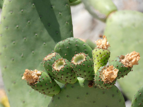 Chumbera con sus flores e higos chumbos verdes todav&iacute;a. Las palas de la chumbera tienen pichos y p&uacute;as.