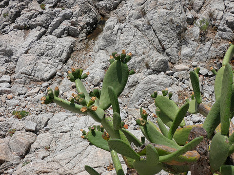 Chumbera con sus flores e higos chumbos verdes todav&iacute;a. Las palas de la chumbera tienen pichos y p&uacute;as.