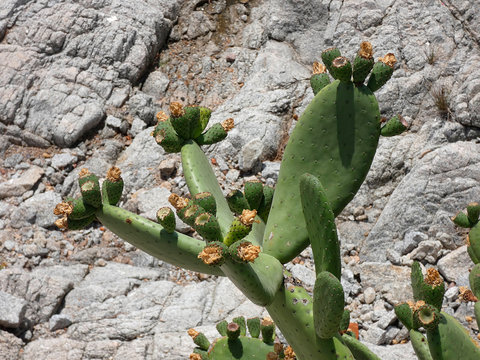 Chumbera con sus flores e higos chumbos verdes todav&iacute;a. Las palas de la chumbera tienen pichos y p&uacute;as.