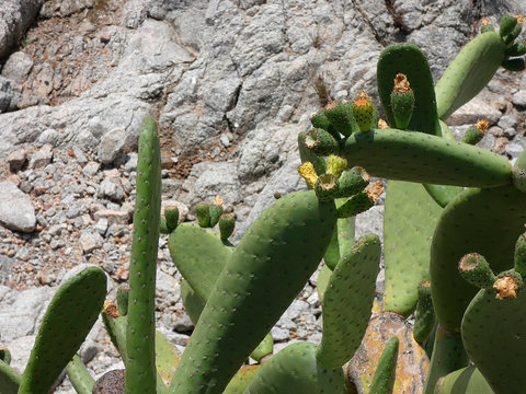 Chumbera con sus flores e higos chumbos verdes todav&iacute;a. Las palas de la chumbera tienen pichos y p&uacute;as.