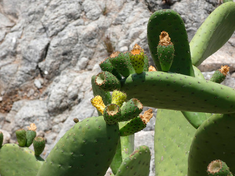Chumbera con sus flores e higos chumbos verdes todav&iacute;a. Las palas de la chumbera tienen pichos y p&uacute;as.