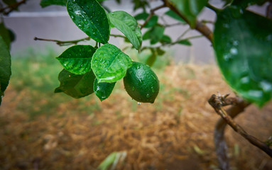 Green fresh lemon after the rain