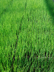 Obraz premium chive herb plants growing in a commercial greenhouse