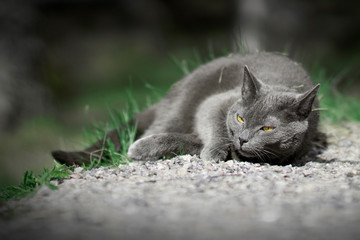 A cunning cat looking at the camera