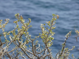 Flores silvestres en los acantilados de la costa mediterránea de la costa brava.
