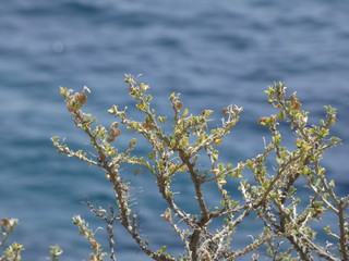 Flores silvestres en los acantilados de la costa mediterránea de la costa brava.