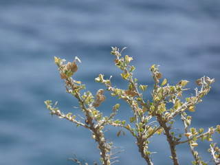 Flores silvestres en los acantilados de la costa mediterránea de la costa brava.