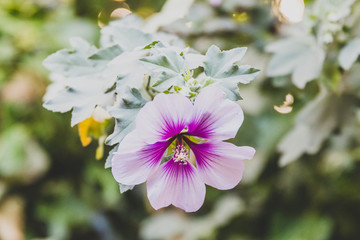 hibiscus syriacus althea rose of sharon flower (also called aphhrodite hibiscus) with purple and...