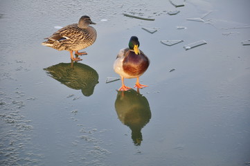ducks on thawing ice in winter