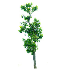 green tree isolated on white background