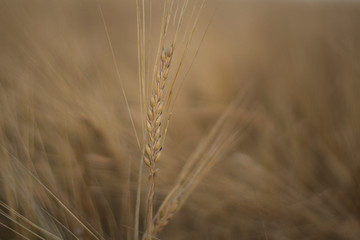 Wheat ready to be harvested 